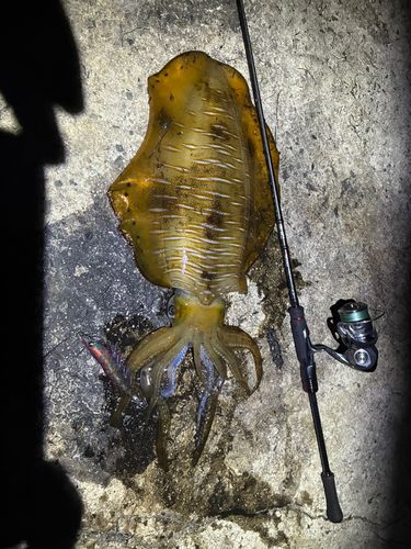 アオリイカの釣果
