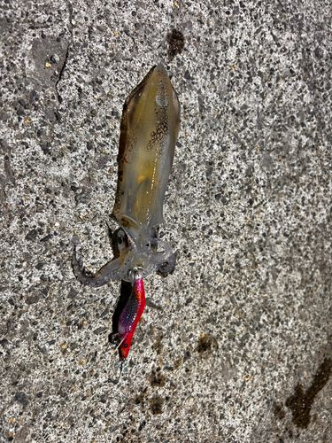 マメイカの釣果