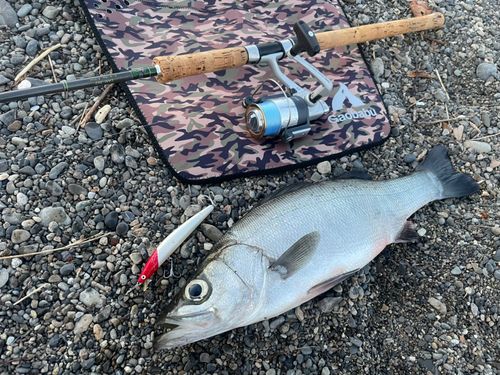 ヒラスズキの釣果