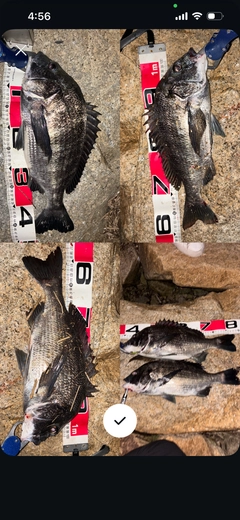 クロダイの釣果