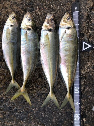 アジの釣果