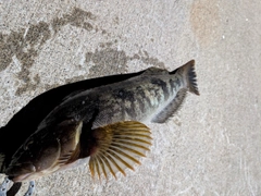 アイナメの釣果