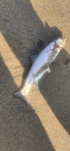 アメマスの釣果