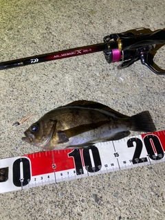 メバルの釣果