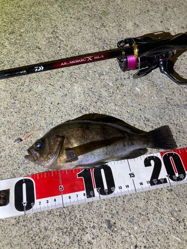 メバルの釣果