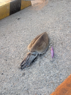 モンゴウイカの釣果