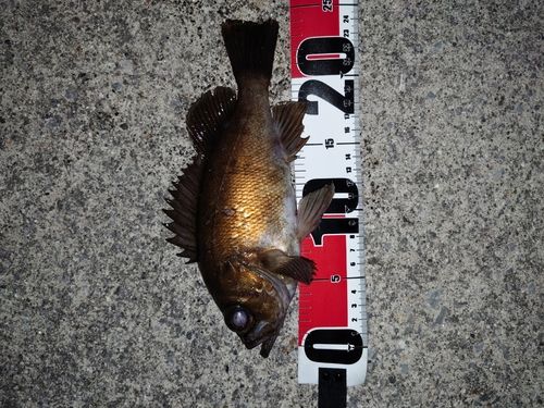 クロソイの釣果