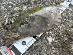 ヒラメの釣果