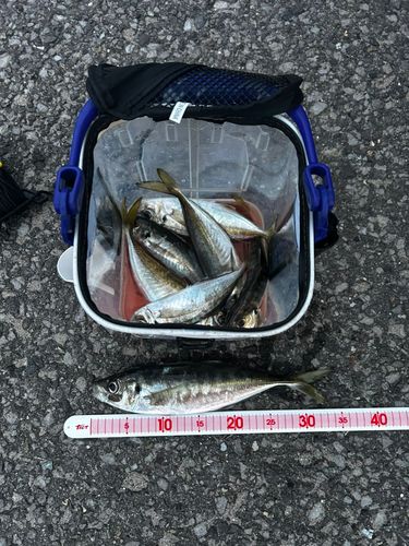 アジの釣果