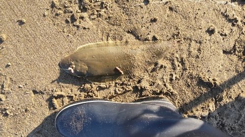 シタビラメの釣果