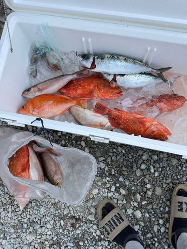 サバの釣果