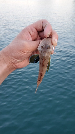ホウボウの釣果