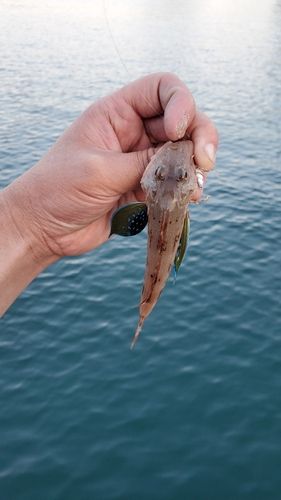 ホウボウの釣果