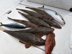 マゴチの釣果