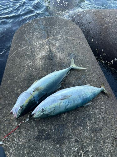 ワラサの釣果