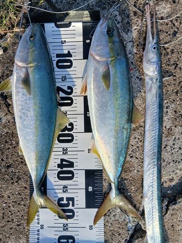 ハマチの釣果