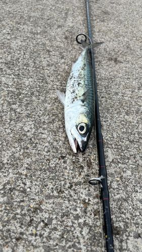 サバの釣果