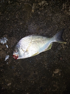 ヘダイの釣果
