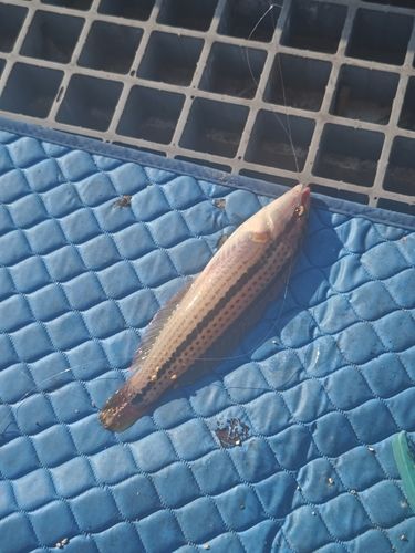 キュウセンの釣果