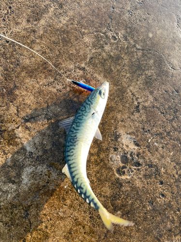サバの釣果