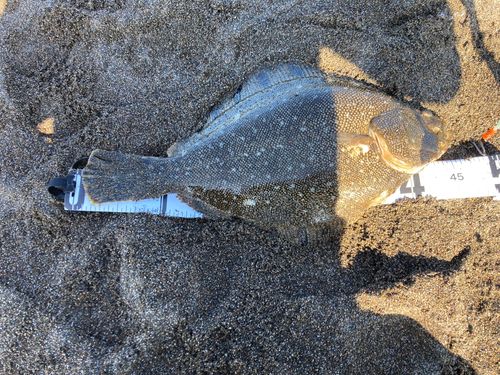 マツカワの釣果