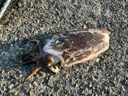 コウイカの釣果