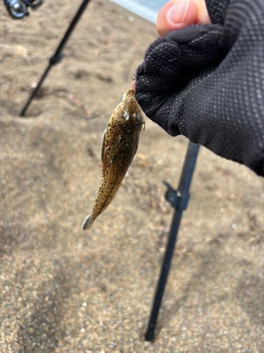 キスの釣果