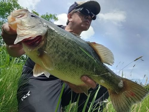 ブラックバスの釣果