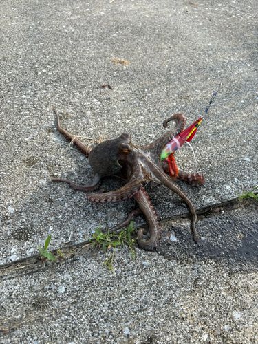 タコの釣果