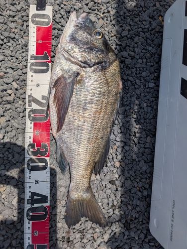 チヌの釣果