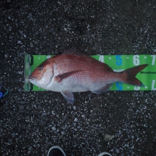 マダイの釣果