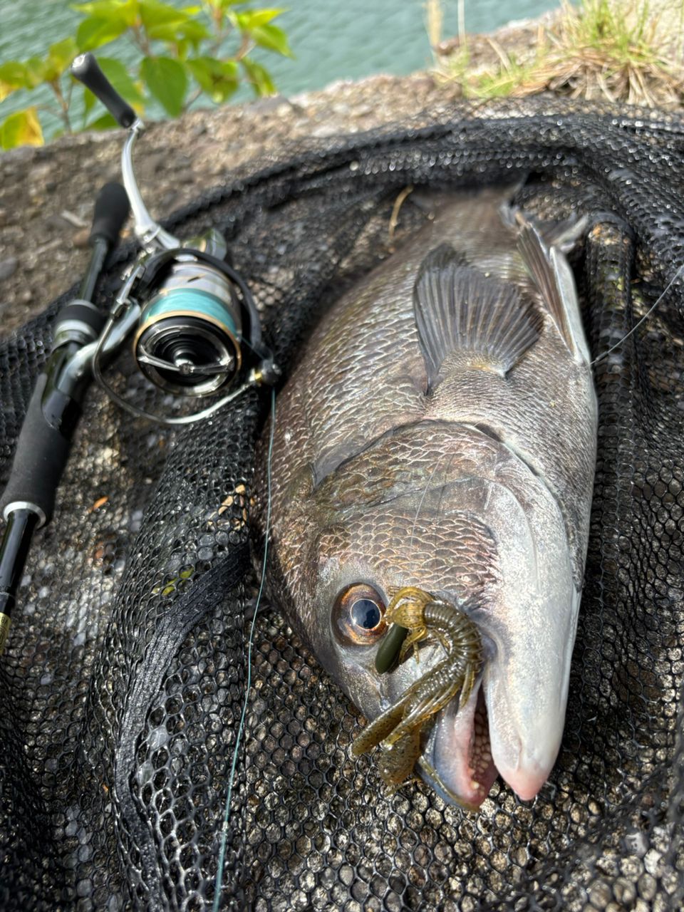DAIWA 20ルビアス FC LT2500S-XHの最安値・インプレ・釣果 | 本音の