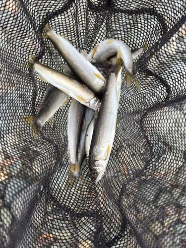 アユの釣果