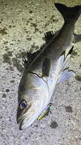 スズキの釣果