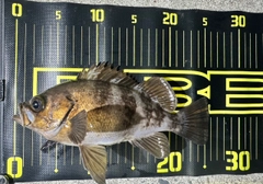 メバルの釣果