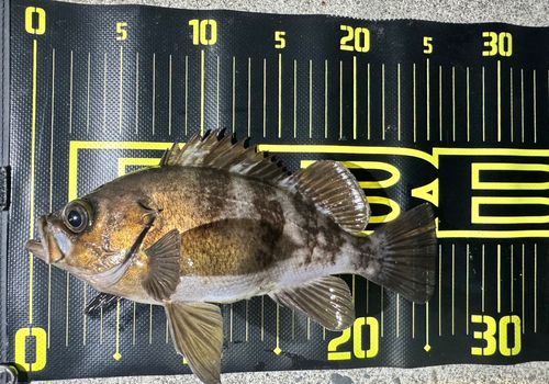 メバルの釣果