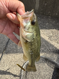 ラージマウスバスの釣果