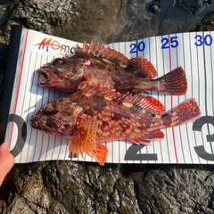 カサゴの釣果