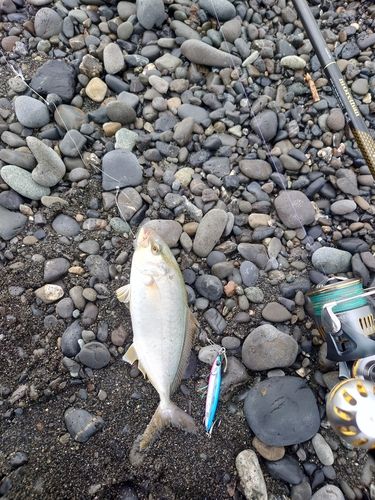 ショゴの釣果