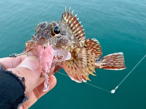 ガシラの釣果