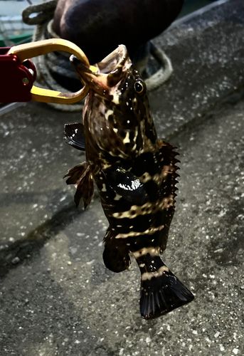 ヤイトハタの釣果