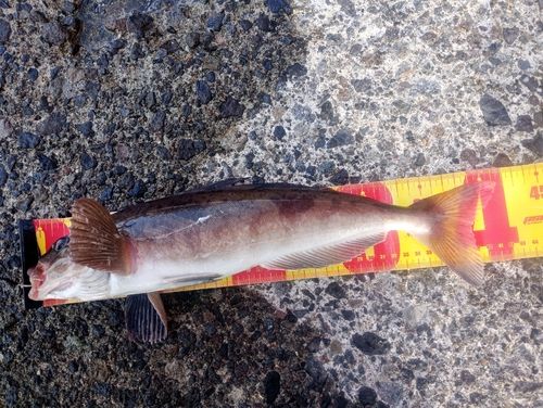 ホッケの釣果