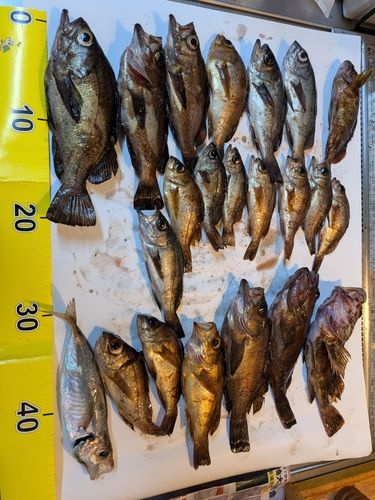 メバルの釣果