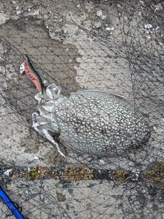 コウイカの釣果
