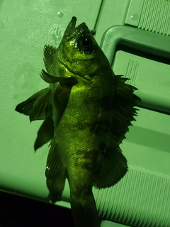 シロメバルの釣果