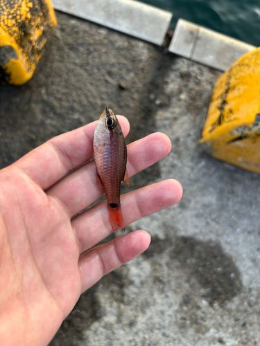 クロホシイシモチの釣果