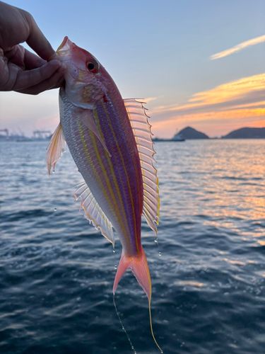 イトヨリダイの釣果