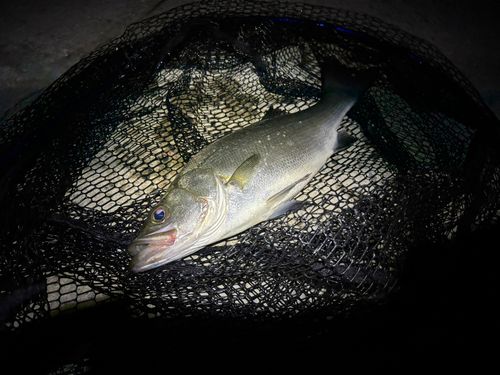 ヒラスズキの釣果