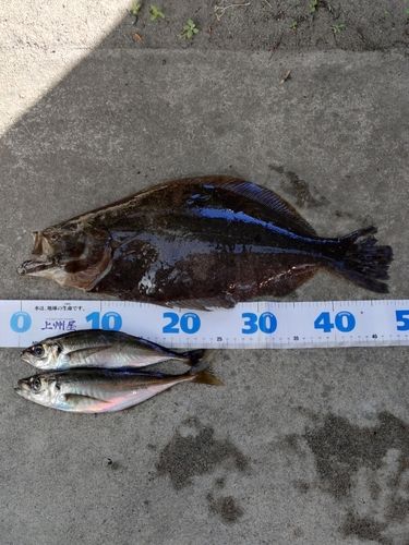 ヒラメの釣果