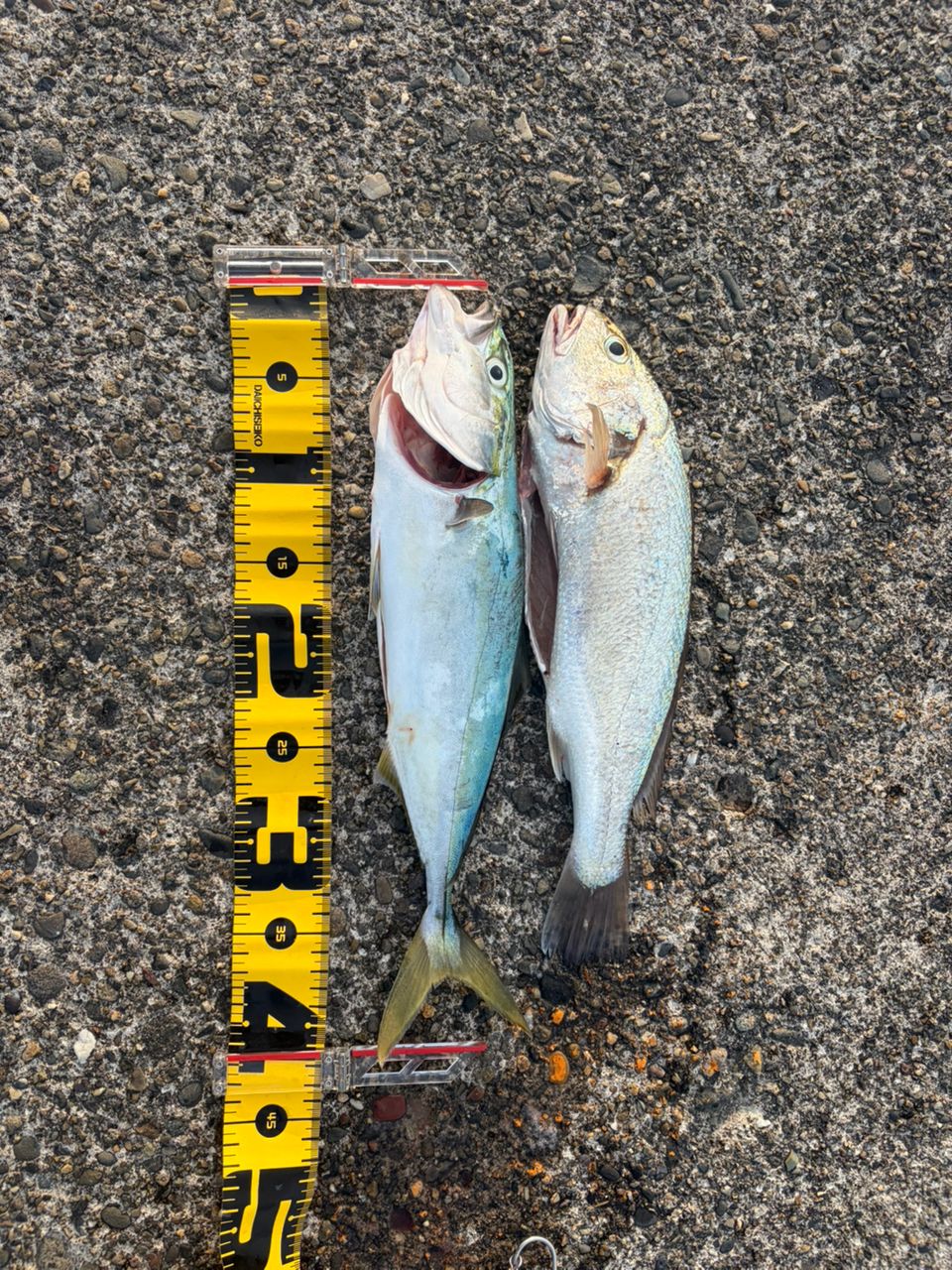 DAIWA 21オーバーゼア グランデ（サーフモデル） 103MHの最安値